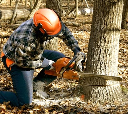 Tree Removal in Union Center, SD